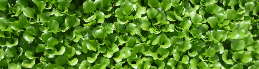 Propra header 'Waterplantjes'